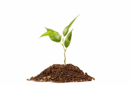 seed growing in soil - Young green plant on a white background Stock Photo - Budget Royalty-Free & Subscription, Code: 400-06073619