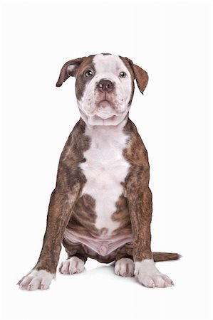 American Bulldog in front of a white background Photographie de stock - Aubaine LD & Abonnement, Code: 400-06084093