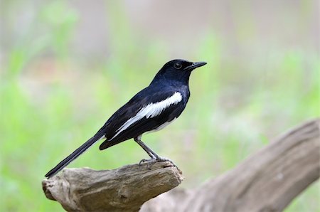robin - beautiful male oriental magpie-robin Stock Photo - Budget Royalty-Free & Subscription, Code: 400-06084150