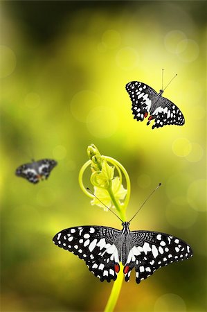 simsearch:400-04259527,k - Butterfly resting on a young plant with few others in the background and nice background bokeh Stock Photo - Budget Royalty-Free & Subscription, Code: 400-06084186
