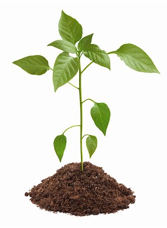 simsearch:400-04619587,k - Young green plant in soil isolated on white background Stock Photo - Budget Royalty-Free & Subscription, Code: 400-06084860