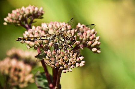 sedum - Dragonfly Darter or Sympétrum species - fam. Libellulidae - resting on buds of Sedum flowers in summer Stock Photo - Budget Royalty-Free & Subscription, Code: 400-06084987
