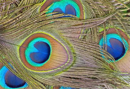 peacock pattern photography - Detailed photo of a bunch of beautiful vivid peacock feathers Stock Photo - Budget Royalty-Free & Subscription, Code: 400-06085230