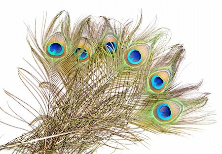 peacock pattern photography - Detailed photo of a bunch of beautiful vivid peacock feathers isolated on white Stock Photo - Budget Royalty-Free & Subscription, Code: 400-06085232