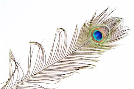 Detailed photo of a beautiful vivid peacock feather isolated on white Stock Photo - Budget Royalty-Free & Subscription, Code: 400-06085233