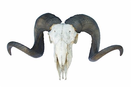ram skull with big horn isolated on white background Stock Photo - Budget Royalty-Free & Subscription, Code: 400-06085739