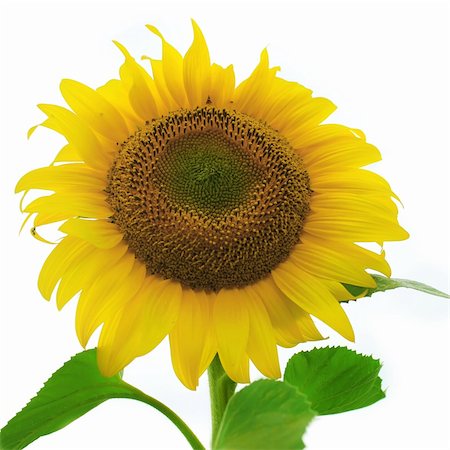 simsearch:400-05671297,k - A ripe sunflower isolated on white background Stock Photo - Budget Royalty-Free & Subscription, Code: 400-06086831