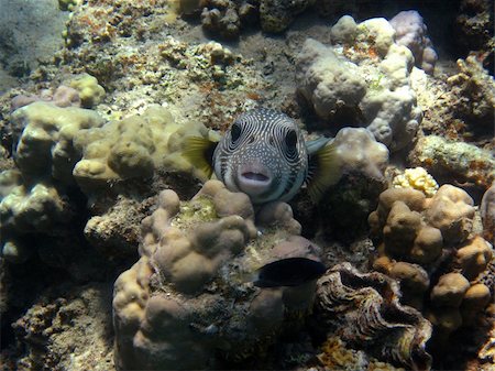 little fish with big eyes looking at camera Stock Photo - Budget Royalty-Free & Subscription, Code: 400-06087112