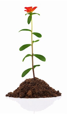 simsearch:400-04619587,k - Young plant with flower in soil isolated on white background Stock Photo - Budget Royalty-Free & Subscription, Code: 400-06087492