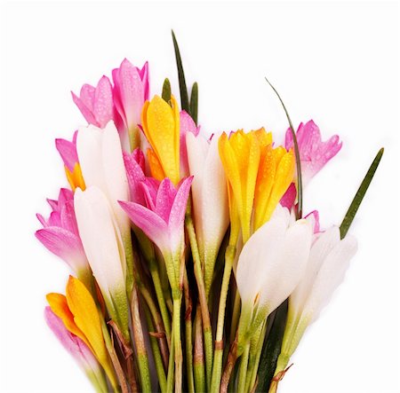 simsearch:649-07648640,k - Bunch of beautiful brightly colored Crocus flowers isolated on white with water drops Stock Photo - Budget Royalty-Free & Subscription, Code: 400-06087973