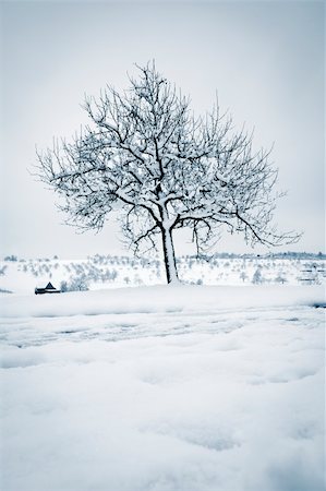 An image of a tree in a winter landscape Photographie de stock - Aubaine LD & Abonnement, Code: 400-06088895