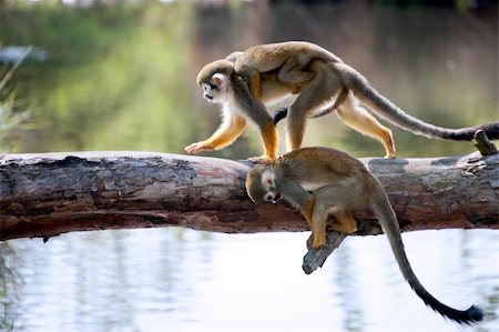 Common squirrel monkey crossing the water on the wooden plank Stock Photo - Budget Royalty-Free & Subscription, Code: 400-06089212
