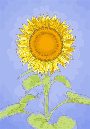 simsearch:400-06080543,k - The contour drawing flower of sunflower against a blue background Stock Photo - Budget Royalty-Free & Subscription, Code: 400-06080256