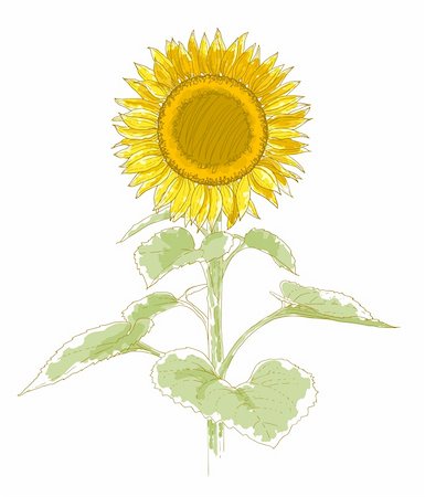 simsearch:400-06080543,k - Hand-drawing sunflower. Isolated on white background. Watercolor and pen imitation.. Stock Photo - Budget Royalty-Free & Subscription, Code: 400-06080257