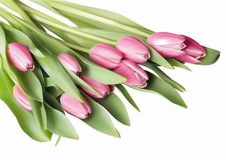 Vector llustration of pink tulip flowers in a white background Stock Photo - Budget Royalty-Free & Subscription, Code: 400-06080319