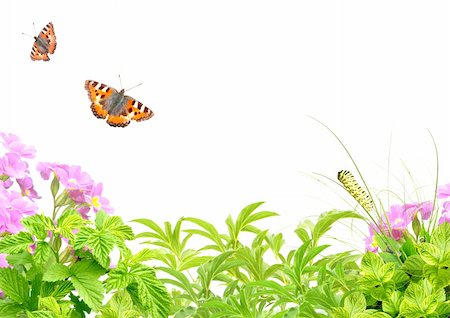 simsearch:400-06069768,k - Summer frame with green leaves, flowers and insects. Isolated over white Stock Photo - Budget Royalty-Free & Subscription, Code: 400-06080356