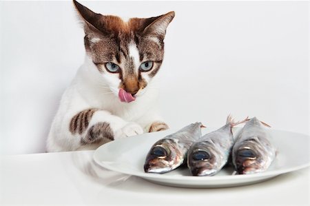 Cat licked over the fish. In the kitchen. Stock Photo - Budget Royalty-Free & Subscription, Code: 400-06080728