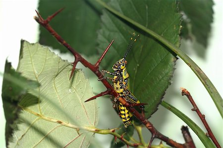 african colorfull grasshopper in the nature Photographie de stock - Aubaine LD & Abonnement, Code: 400-06081407