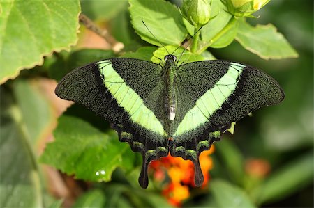 simsearch:400-07518693,k - butterfly Stock Photo - Budget Royalty-Free & Subscription, Code: 400-06081408