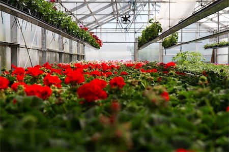 flower sale - Red geraniums in green house Stock Photo - Budget Royalty-Free & Subscription, Code: 400-06081532