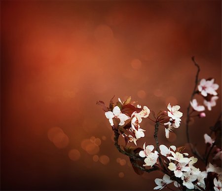 Cherry flowers background. Abstract spring bokeh background Stock Photo - Budget Royalty-Free & Subscription, Code: 400-06082628