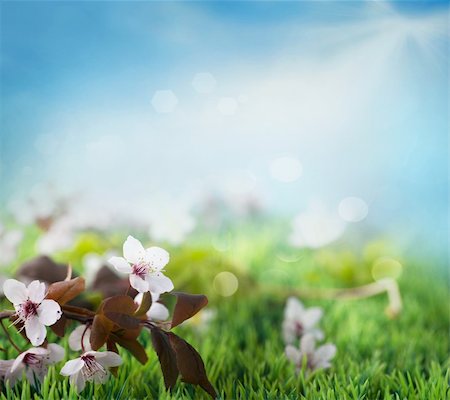 Beautiful floral spring background. Flowers in grass with blue sky Stock Photo - Budget Royalty-Free & Subscription, Code: 400-06082629