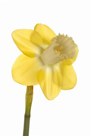 Quarter view of a single flower and stem of reverse-bicolor daffodil cultivar Lemon Brook against a white background Stock Photo - Budget Royalty-Free & Subscription, Code: 400-06082708