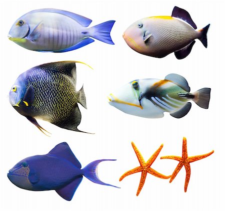 tropical world of fish part 2 - isolated on white background Stock Photo - Budget Royalty-Free & Subscription, Code: 400-06083205