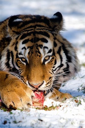 Siberian tiger eating in the snow Stock Photo - Budget Royalty-Free & Subscription, Code: 400-06083307