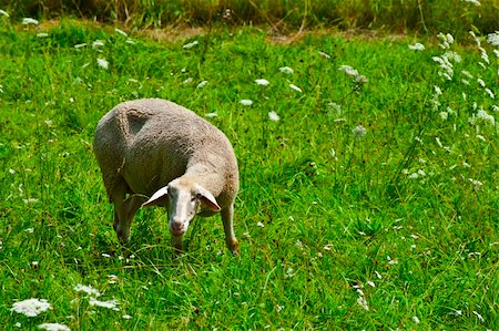 simsearch:400-05745462,k - Sheep Grazing in the Alpine Meadows of Bavaria Stock Photo - Budget Royalty-Free & Subscription, Code: 400-06083505