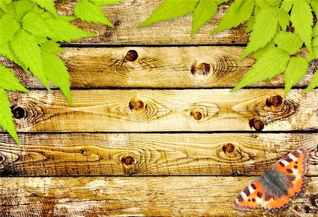 simsearch:400-06069768,k - Message of nature. Old wooden planks, green leaves and butterfly Stock Photo - Budget Royalty-Free & Subscription, Code: 400-06083601