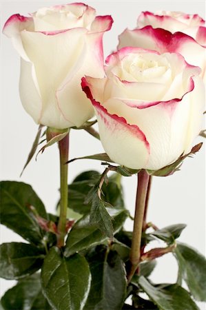 simsearch:400-06141323,k - Beautiful white roses with dark pink trim Foto de stock - Super Valor sin royalties y Suscripción, Código: 400-06094797
