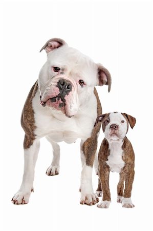 simsearch:400-06107809,k - American Bulldog Adult and puppy in front of a white background Stock Photo - Budget Royalty-Free & Subscription, Code: 400-06095377