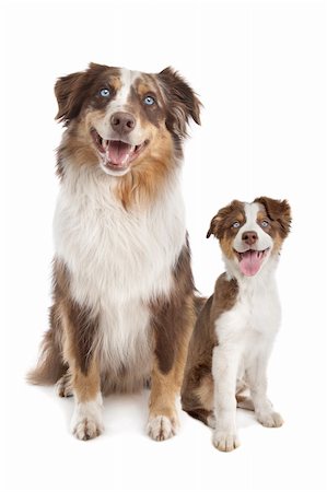 simsearch:400-06107809,k - Australian Shepherd Adult and puppy in front of a white background Stock Photo - Budget Royalty-Free & Subscription, Code: 400-06095378