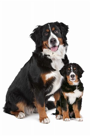 simsearch:400-06107809,k - Bernese Mountain dog adult and puppy in front of a white background Stock Photo - Budget Royalty-Free & Subscription, Code: 400-06095379