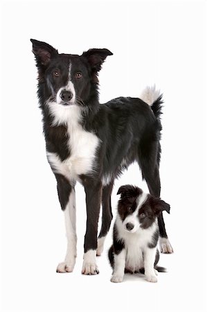 simsearch:400-06107809,k - Border collie adult and puppy in front of a white background Stock Photo - Budget Royalty-Free & Subscription, Code: 400-06095380