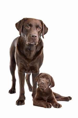 simsearch:400-06107809,k - Chocolate Labrador adult and puppy in front of a white background Stock Photo - Budget Royalty-Free & Subscription, Code: 400-06095381