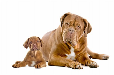 simsearch:400-06107809,k - Dogue de Bordeaux adult and puppy in front of a white background Stock Photo - Budget Royalty-Free & Subscription, Code: 400-06095382