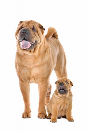 simsearch:400-06107809,k - Chinese Shar Pei dog adult and puppy in front of a white background Stock Photo - Budget Royalty-Free & Subscription, Code: 400-06095404