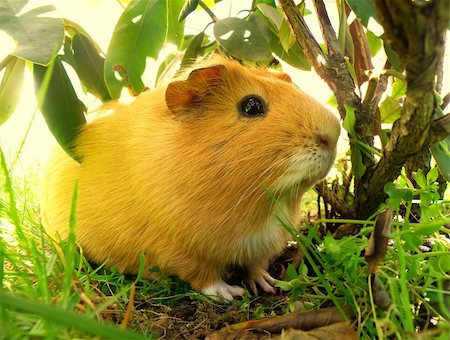 nice little guniea pig in wild nature Stock Photo - Budget Royalty-Free & Subscription, Code: 400-06095491