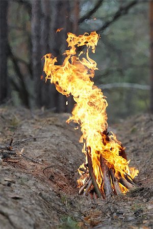 simsearch:614-03763965,k - Fire in the wood on nature. Stock Photo - Budget Royalty-Free & Subscription, Code: 400-06096135