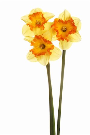 Three stems and flowers of the split-cup daffodil cultivar Spanish Fiesta against a white background Stock Photo - Budget Royalty-Free & Subscription, Code: 400-06096183