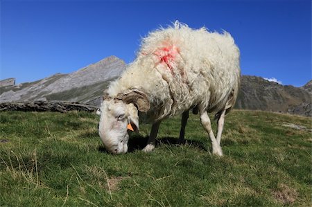 ram animal side view - Image of a domestic ram grazing at high altitude in Pyrenees mountains. Stock Photo - Budget Royalty-Free & Subscription, Code: 400-06096309