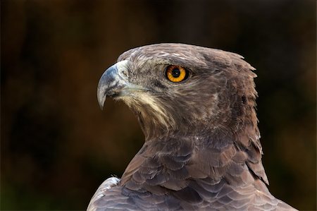 staring eagle - Portrait of a martial eagle (Polemaetus bellicosus), South Africa Photographie de stock - Aubaine LD & Abonnement, Code: 400-06096324