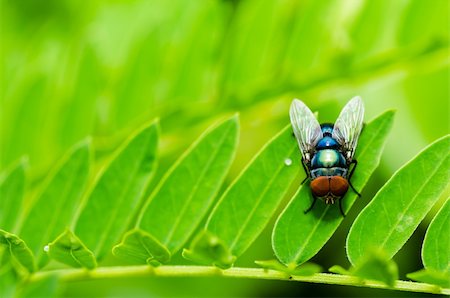 simsearch:400-04914872,k - fly macro in green nature or in the city or on food Stock Photo - Budget Royalty-Free & Subscription, Code: 400-06096840
