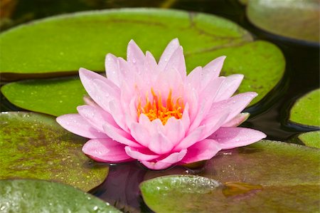 Pink lotus flower in Swamp Stock Photo - Budget Royalty-Free & Subscription, Code: 400-06097176