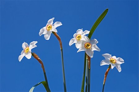 Group of bright white narcissus flowers on the background of blue sky Stock Photo - Budget Royalty-Free & Subscription, Code: 400-06097348