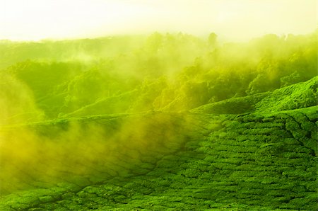 simsearch:400-05905687,k - Sunrise view of tea plantation landscape at Cameron Highland, Malaysia. Stock Photo - Budget Royalty-Free & Subscription, Code: 400-06098661