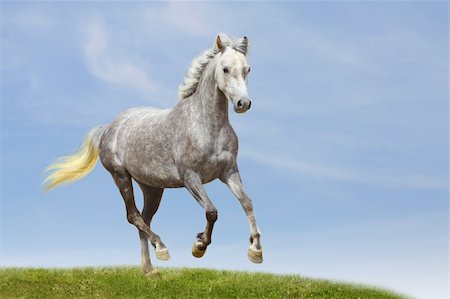 stallion - miniature horse in field Stock Photo - Budget Royalty-Free & Subscription, Code: 400-06098763