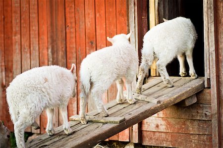 Trois agneaux, debout sur une planche de bois en attente d'aller à l'intérieur d'une ferme en dehors de Stockholm, Suède Photographie de stock - Aubaine LD & Abonnement, Code: 400-06099640